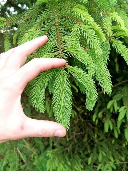 A hand measuring the bright green spruce tips between thumb and index finger. It's about 8 cm. There's many more bright green tips all around and the usual darker, older needles.