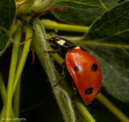 A ladybug.