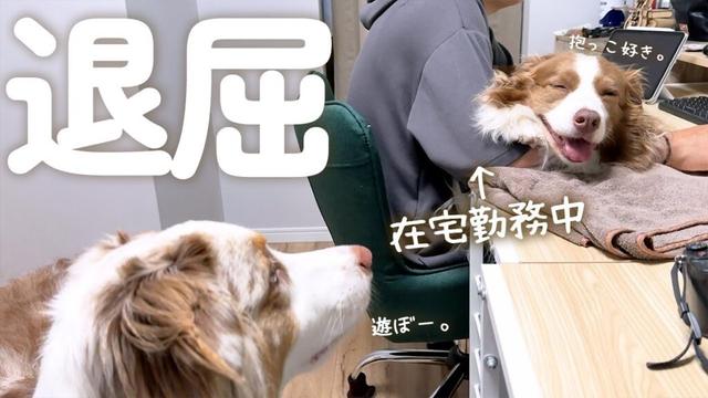 雨の日は甘えん坊が増しちゃう大きい犬達が可愛い😂【ボーダーコリー・オーストラリアンシェパード】