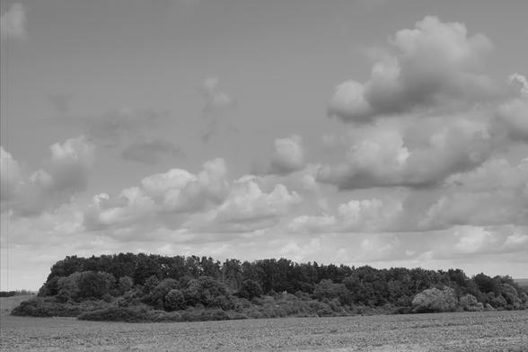 Cloudy sky with scattered cumulus clouds above a dense cluster of trees. The foreground features a field with a textured surface resembling grass or crops. The landscape is captured in black and white, emphasizing the contrast between the sky and the darker foliage.