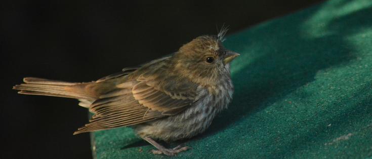 baby house finch sitting on green roofed feeder