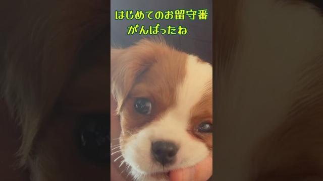 胸が痛むほど再会を喜んでくれた、はじめての留守番