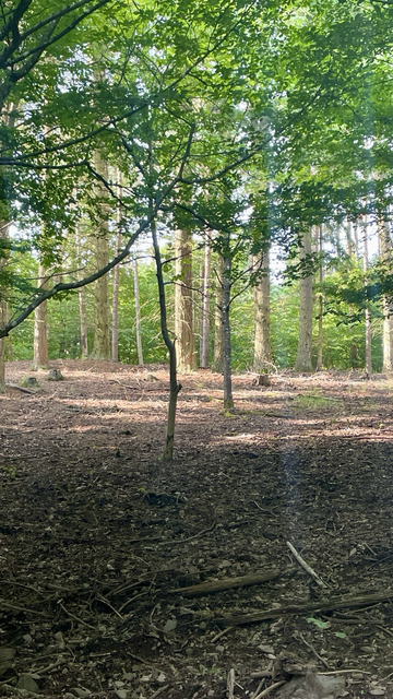 Abendstimmung im lichten Wald