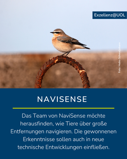 Das Bild zeigt einen Steinschmätzer, der auf einem metallenen Ring sitzt. Hinter ihm befindet sich eine Graslandschaft. Dazu der Text: "NaviSense. Das Team von NaviSense möchte herausfinden, wie Tiere über große Entfernungen navigieren. Die gewonnenen Erkenntnisse sollen auch in neue technische Entwicklungen einfließen."