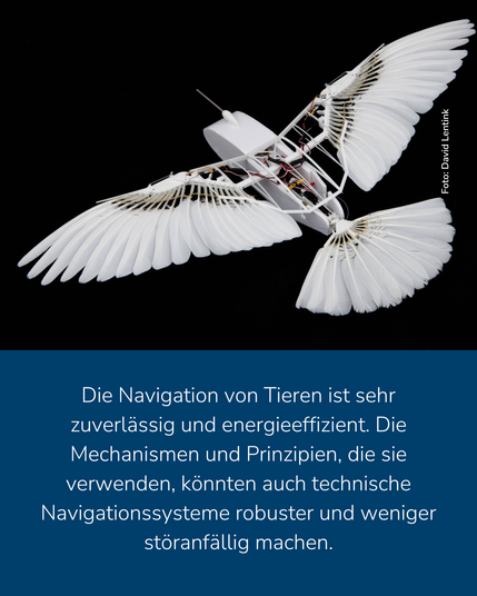 Das Bild zeigt ein Gerät, das eine Nachbildung eines Vogels ist. Zu erkennen sind auch diverse Drähte und Kabel. Dazu der Text: "Die Navigation von Tieren ist sehr zuverlässig und energieeffizient. Die Mechanismen und Prinzipien, die sie verwenden, könnten auch technische Navigationssysteme robuster und weniger störanfällig machen."
