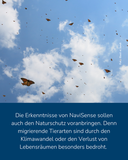Das Bild zeigt eine Gruppe an Monarchfaltern, die vor einem blauen Himmel, an dem einige Wolken hängen, fliegen. Dazu der Text: "Die Erkenntnisse von NaviSense sollen auch den Naturschutz voranbringen. Denn migrierende Tierarten sind durch den Klimawandel oder den Verlust von Lebensräumen besonders bedroht. "