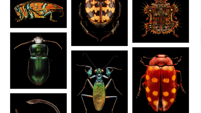 Capture d'écran d'une mosaique de très belles photos macro d'insectes
