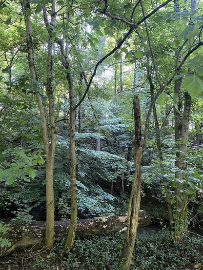 Trees and vegetation along Beargrass Creek, Cherokee Park, Louisville, Kentucky