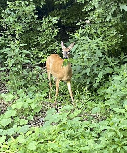 A deer eating leaves amidst green foliage.