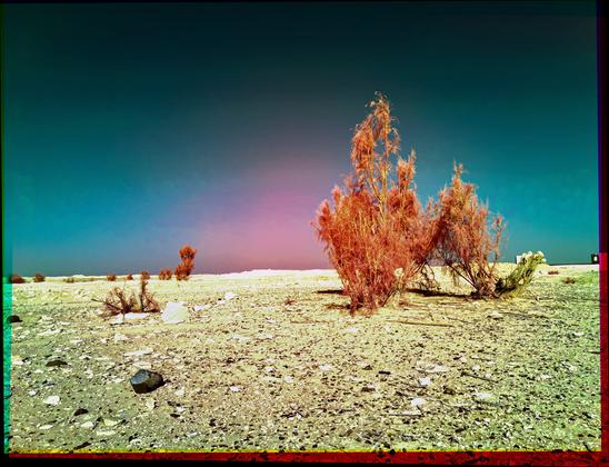Trees in the desert rendered in red.
