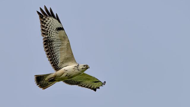 "Wespenbussard" by Ralf Hüsges is licensed under CC BY 2.0.