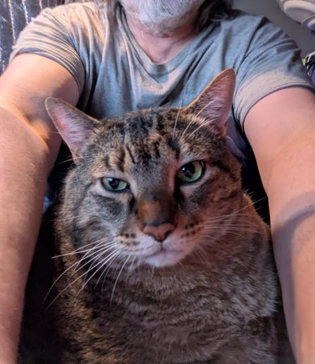 Waffles the three-legged, chonky, tabby cat, sitting on my lap, posing for a selfie.
