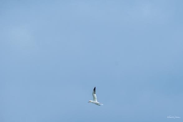Northern Gannet in flight against a blue sky, wings slightly upturned and neck extended forward in a glide posture near Cape May Inlet.