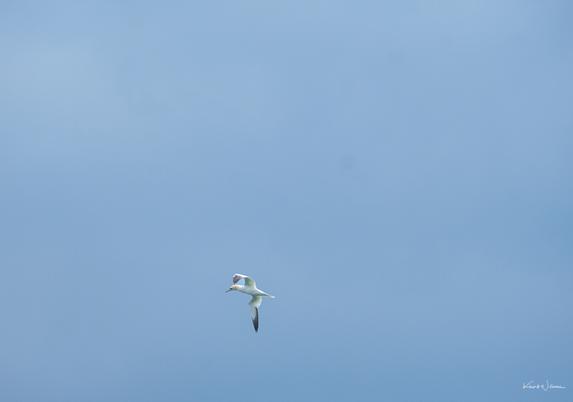Northern Gannet banking mid-air with wings curved upward, showing black wingtips and streamlined body over open water and sky backdrop.