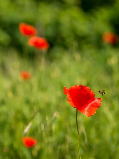 Hochformat. Mohnblumen auf grünem Allerlei. Vorne rechts auf die scharfe Blüte ein Bienchen im Anflug.