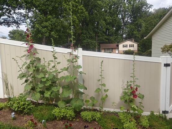 Several hollyhock plants against a beige fence that is angled indicating it's on a hill. The plants are all loaded with flowers in dark reds, magenta, pink and white