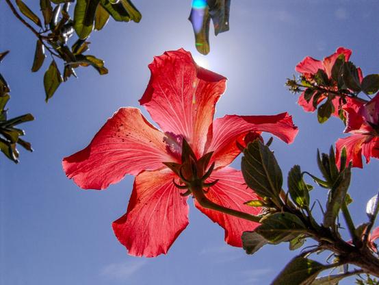 A vibrant red hibiscus flower in full bloom, backlit by bright sunlight against a clear blue sky. The flower's delicate petals and veins are highlighted, with green leaves visible in the background.