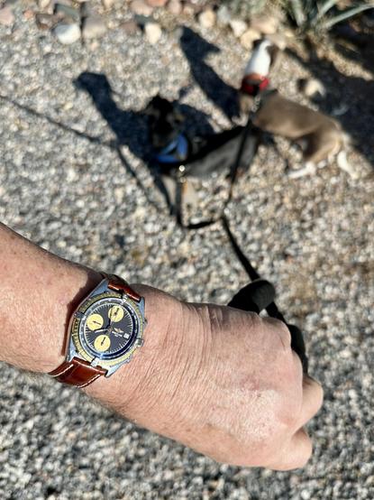 wristwatch selfie w/dachshunds