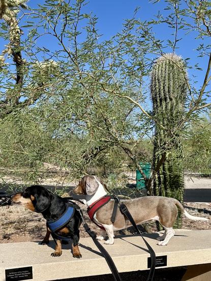 dachshunds on bench w/cactus