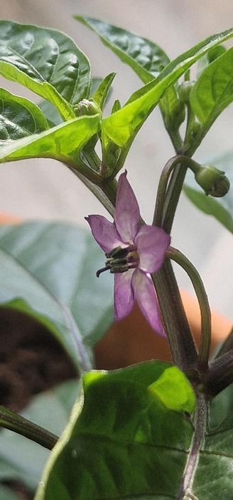 En lila blomma bland mörkgröna blad på en Trinidad Purple Coffee-planta.