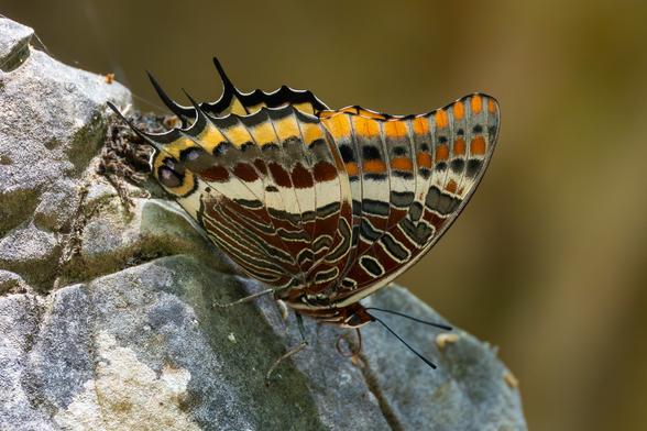 Ein sehr großer bunter Schmetterling sitzt auf einem Stein.