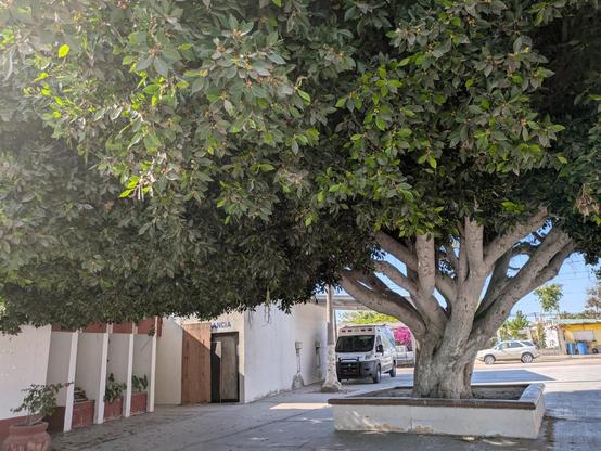 Higuerilla (Ficus) enorme en el parque central de un pueblito mexicano.