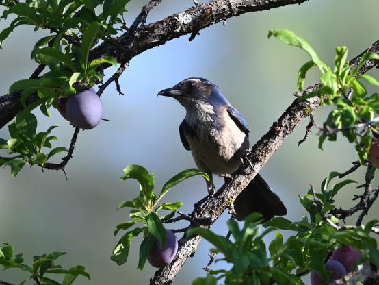 A California Scrub-Jay is perched on a branching looking to its right at a purple plum on a branch above it.