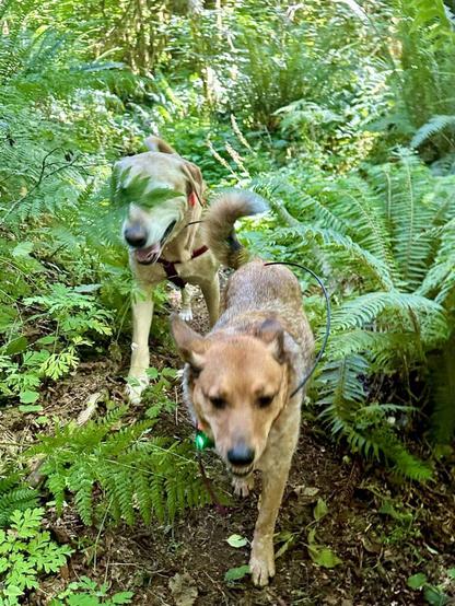 Two smiling dogs come crashing forward through overgrown ferns.
