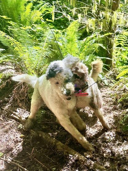 Two curly haired dogs collide as they play fight in the forest.