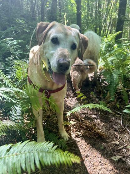 A big older yellow lab with a kindly face smiles as the dog group explores a hillside in the woods.