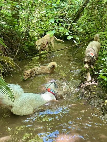 Four dogs cool off by soaking and splashing in a muddy water hole in the valley, hidden by thick foliage.