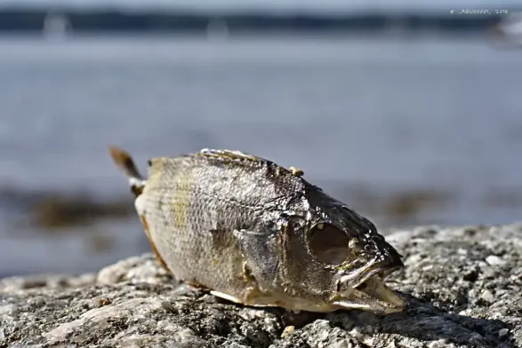 Es ist ein sehr sonniger Tag. 
Auf einem Stein liegt ein ausgetrockneter Fisch. Die Augenhöhlen sind leer, der Mund mit den zahlreichen Zähnen steht offen. Die Rückenflosse ist auch nicht mehr da. 
Im Hintergrund verschwimmt das Meer im Bokeh.