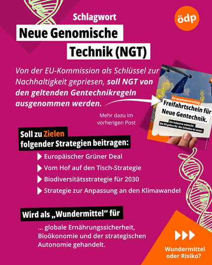 Neue Gentechnik im Fokus: Die EU will NGT von den Gentechnikregeln ausnehmen.
Die Grafik zeigt eine magentafarbene Fläche mit einem weißen Balken am oberen Rand. In diesem Balken steht groß in weißer Schrift: „Neue Genomische Technik (NGT)“. Rechts oben ist das Logo der ÖDP platziert.

Darunter folgt ein erläuternder Text in weißer Schrift: „Von der EU-Kommission als Schlüssel zur Nachhaltigkeit gepriesen, soll NGT von den geltenden Gentechnikregeln ausgenommen werden.“ Ein Pfeil verweist auf den vorherigen Post mit dem Titel: „Freifahrtschein für neue Gentechnik“.

Ein schwarzer Balken mit weißer Schrift kündigt an: „Soll zu Zielen folgender Strategien beitragen:“ Darunter werden vier Strategien aufgelistet – ohne Balken, aber weiterhin in weißer Schrift:
– Europäischer Grüner Deal
– Vom Hof auf den Tisch-Strategie
– Biodiversitätsstrategie für 2030
– Strategie zur Anpassung an den Klimawandel

Ein weiterer schwarzer Balken mit weißer Schrift leitet über zur nächsten Aussage: „Wird als ‚Wundermittel‘ für ...“
Es folgt der Text: „... globale Ernährungssicherheit, Bioökonomie und der strategischen Autonomie gehandelt.“

In der rechten unteren Ecke weist ein oranges Dreieck mit Pfeilen auf das nächste Slide hin – mit der zugespitzten Frage: „Wundermittel oder Risiko?“

Dekorative DNA-Stränge in Mintgrün verlaufen über die Fläche und bilden einen farblichen Kontrast zum magentafarbenen Hintergrund.

Grafiken: www.freepik.com, macrovector_official