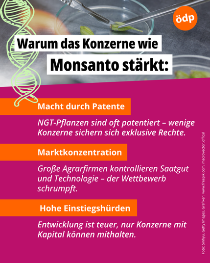 Neue Genomische Technik (NGT) stärkt vor allem große Konzerne, da Patente, Marktkonzentration und hohe Einstiegshürden den Wettbewerb einschränken. Die Grafik zeigt im Hintergrund eine Laborumgebung mit mehreren Petrischalen, in denen Saatgut oder Samen liegen. Darauf liegt ein breiter weißer Balken mit der Überschrift in schwarzer Schrift: „Warum das Konzerne wie Monsanto stärkt“.

Darunter steht in weißer Schrift auf dunklem oder leicht transparentem Hintergrund der erklärende Text:

„Macht durch Patente
NGT-Pflanzen sind oft patentiert – wenige Konzerne sichern sich exklusive Rechte.“

„Marktkonzentration
Große Agrarfirmen kontrollieren Saatgut und Technologie – der Wettbewerb schrumpft.“

„Hohe Einstiegshürden
Entwicklung ist teuer, nur Konzerne mit Kapital können mithalten.“

Am unteren Rand werden die Bild- und Grafikquellen genannt:
„Foto: Sinhyu, Getty Images, Grafiken: www.freepik.com, macrovector_official“