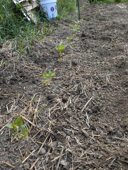 Small amaranth plants growing in a row.