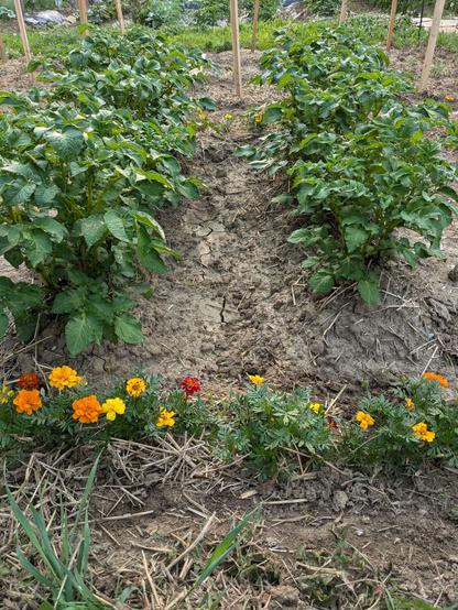 Bushy, well-growing potato plants, with brightly colored marigolds growing in the foreground.