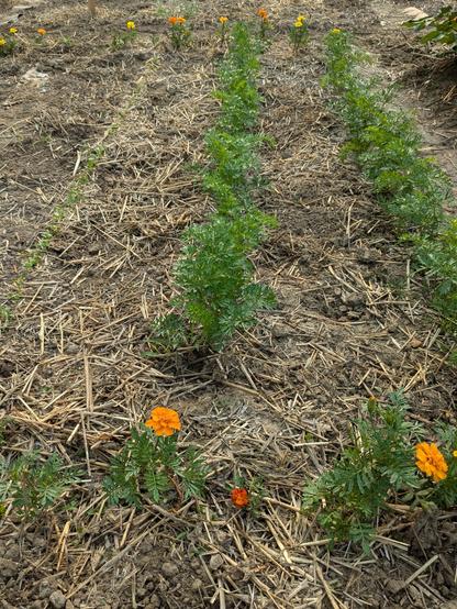 Two rows of carrots on the right are growing very well. To the left is a row of new parsnip sprouts, getting busy with growing.