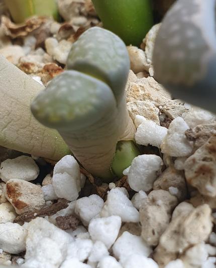 Plante-caillou ressemblant à un galet moucheté fendu en deux plantée dans de la pierre ponce. Le corps de la plante, gris et un peu frippé, est ouvert à la base, laissant apparaître la nouvelle plante plus verte et lisse.