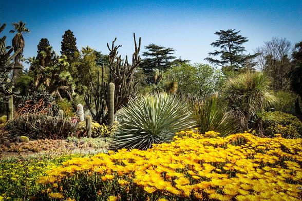 The image depicts a vibrant garden scene under a clear blue sky. In the foreground, a dense patch of bright yellow flowers, likely malephora, creates a striking contrast with the surrounding greenery. Behind the flowers, a variety of cacti and succulents are visible, including tall columnar cacti and a large, spiky yucca plant. The midground features a mix of other plants, including palm trees and coniferous trees, adding depth to the scene. The overall composition showcases a diverse array of plant life, highlighting the beauty and variety of a desert-themed garden.

Provided by @altbot, generated privately and locally using Ovis2-8B