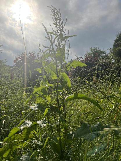 Blick auf die Wildwiese im Gegenlicht, Gewitterwolken und Sonne oben, grüne Gräser unten. Im Bildmittelpunkt eine grossblättrige Pflanze kurz vor der Blüte, deren Name mir grad nicht einfällt.