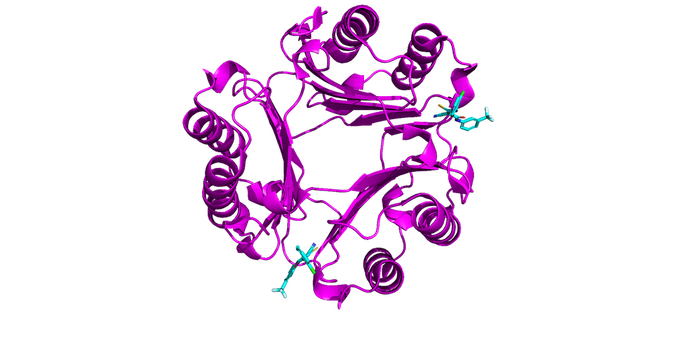 Small molecular inhibitor (blue) bound to MIF (purple). CC BY SBGRID. PDB 8SON.