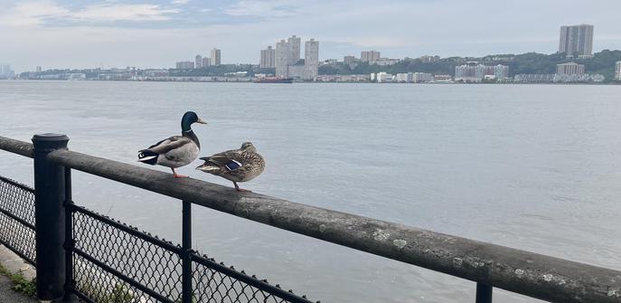 Two mallard ducks, perched on a wooden rail overlooking the Hudson River. Both are in a one-legged resting pose. The male is gazing out over the water while the female sleeps with her head tucked under wing.