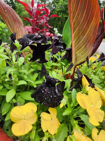 Flowers and plants, front to back: yellow violets, black petunias, green leaves, red variegated canna lily leaves, and red amaranth leaves in the distance.