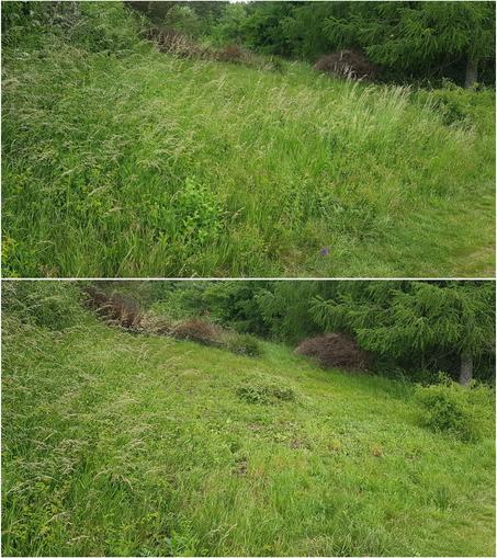 Vorher-Nachher-Bild eines Stücks Wiese. Vorher  mit mittelhohen Gräsern und kleinerem Gestrüpp bewachsen. Nachher bis auf 10 - 20 cm Höhe weggemäht. Am Rand einige immernoch längere Gräser. In der Mitte der Wiese ein Haufen Grünzeug.