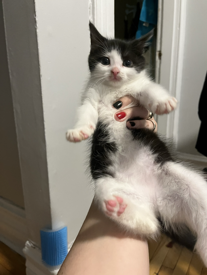 very small (approx 6-7 weeks old, I think?) black and white kitten being held in one hand, her paws splayed out, her face looking a little pathetic (a lot pathetic). she has a bit of brown around her mouth, which is from eating her food weird. her eyes are VERY large, and her pupils fill almost all of her eyes. her eye color is still vaguely baby cat blue, but you can see the beginnings of the green she ends up with. she's probably all of like, 400 g at most here. lmao.