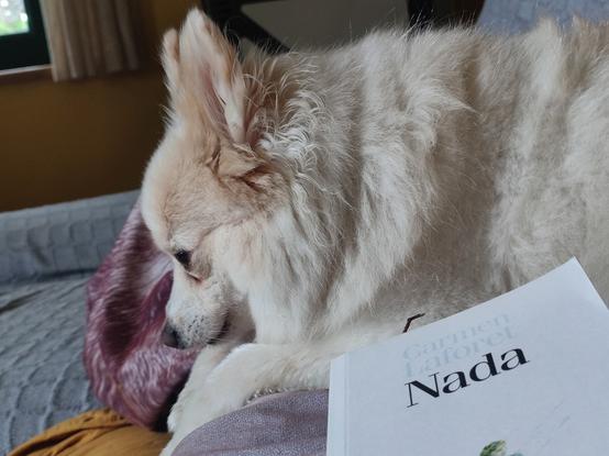 Un can branco con expresión pensativa e xunto el o libro de Nada de Carmen Laforet
