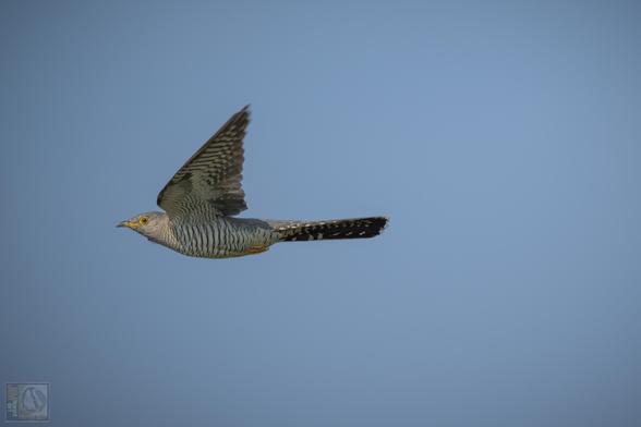 This image captures a bird in mid-flight against a clear blue sky. The bird has a grey body with striking black and white striped patterns on its wings and body. Its yellow eye and pointed beak add to its distinct features