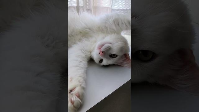 バンザイ#保護猫 #ターキッシュバン #Turkish Van