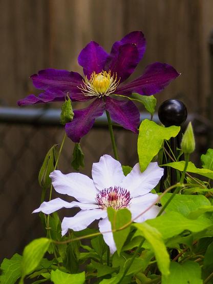 A close-up photo of two clematis flowers, one is deep purple with yellow centre and the other one very light purple with reddish centre.