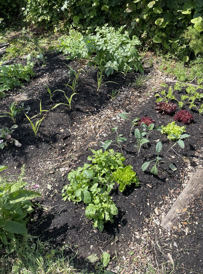 Newly planted beds on an allotment with sweetcorn, kale, lettuce and rocket.